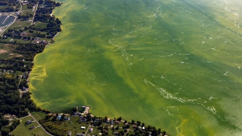 Lough Neagh and the Treason of Bad Stewardship
