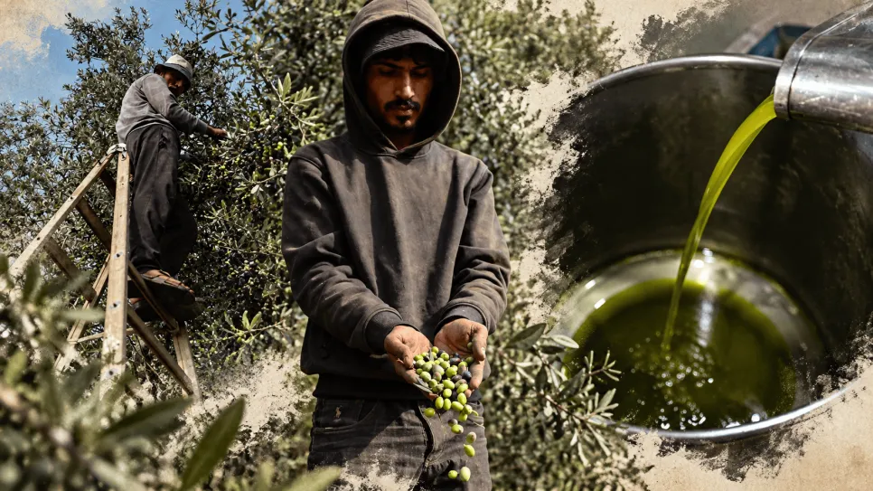 Olive Trees In The Gaza Strip During The Israeli War