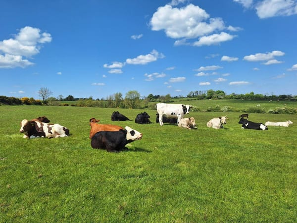 Ireland’s Sole Cow Sanctuary Seeking Donations