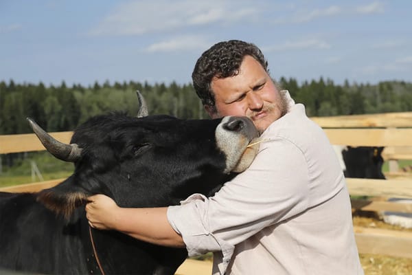Ireland’s Sole Cow Sanctuary Seeking Donations
