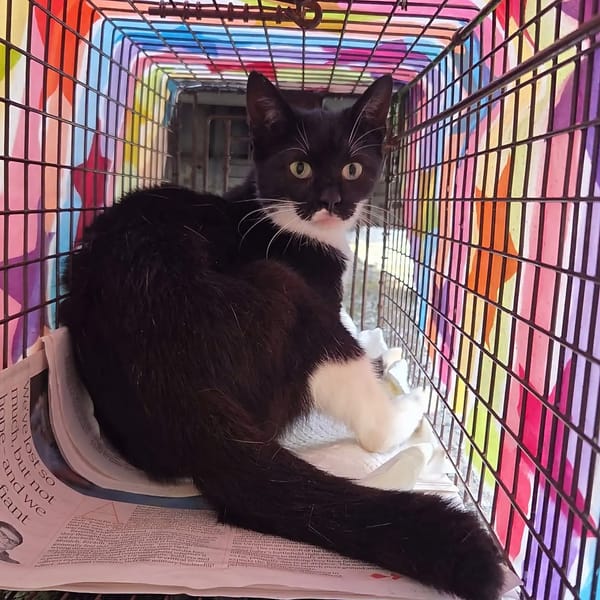 CDPA Discover A Colony Of 20 Kittens In Need Of Help