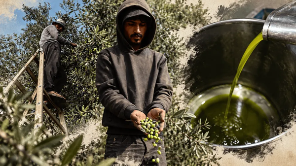 Olive Trees In The Gaza Strip During The Israeli War
